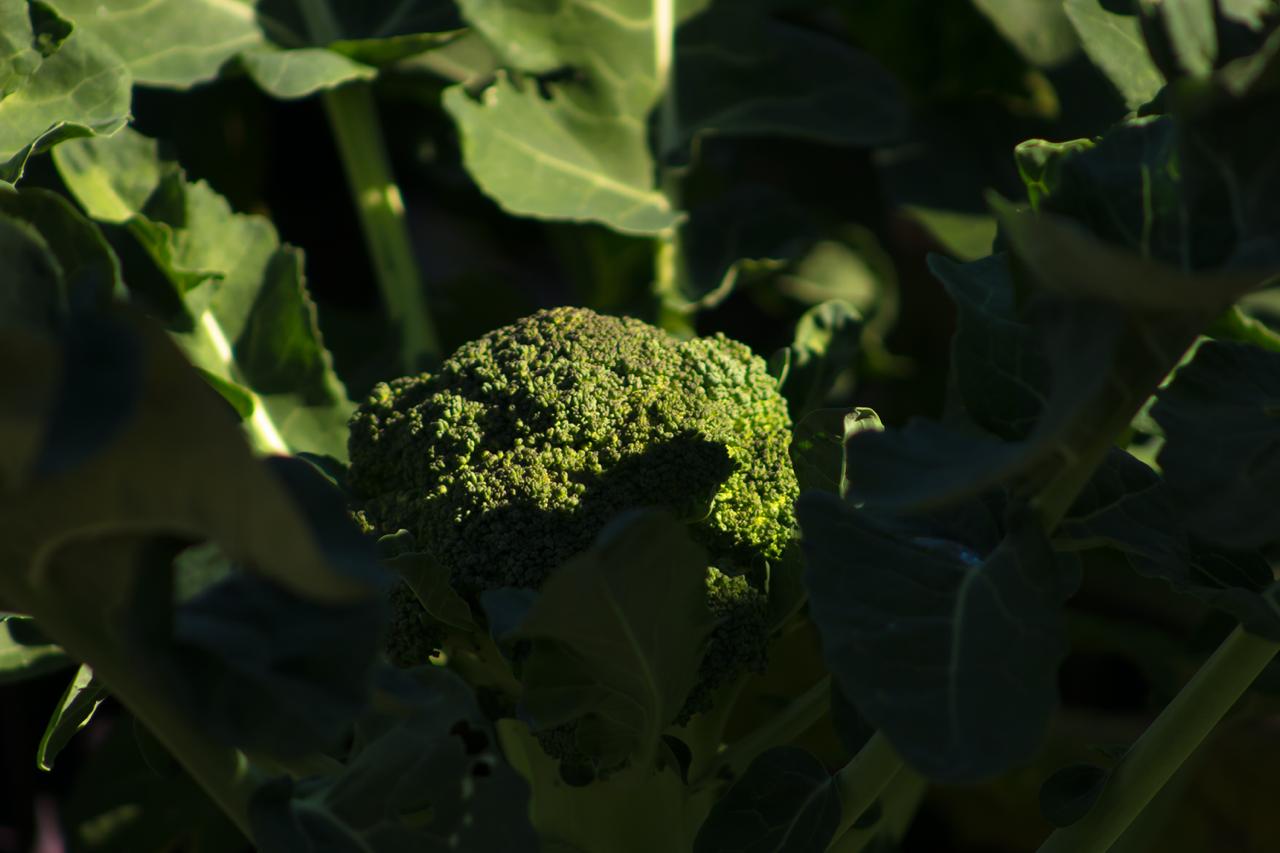 Food security_2