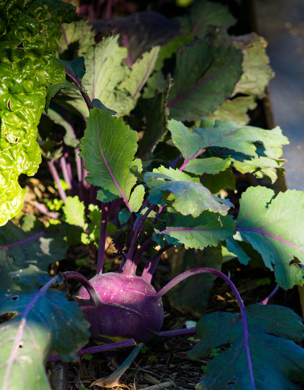 Food security_3