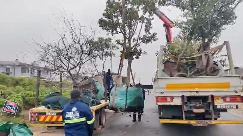 Tree-Transport